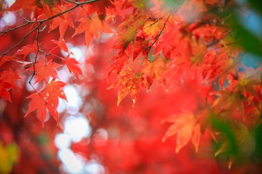 Canlı ağaçlar ve sonbahar döneminde Japonya'da yapraklar