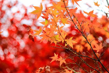 Canlı ağaçlar ve sonbahar döneminde Japonya'da yapraklar
