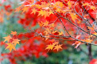 Canlı ağaçlar ve sonbahar döneminde Japonya'da yapraklar