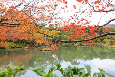 Canlı ağaçlar ve sonbahar döneminde Japonya'da yapraklar