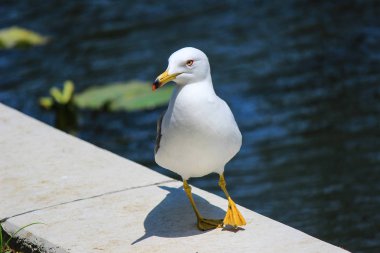 Bir su birikintisi yakın izole beyaz kuş