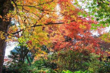 Renkli yapraklar ve sonbahar döneminde Japonya'da ağaçlar