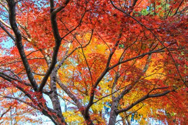 Canlı yapraklar ve sonbahar döneminde Japonya'da ağaçlar