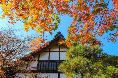 Kotoin Tapınağı, Kyoto Japonya içinde renkli doğa