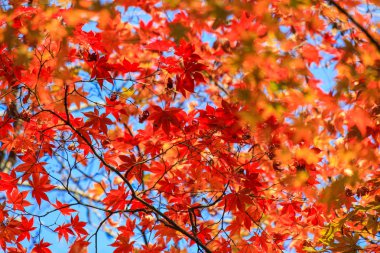 Canlı yapraklar ve sonbahar döneminde Japonya'da ağaçlar