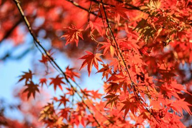 Canlı yapraklar ve sonbahar döneminde Japonya'da ağaçlar