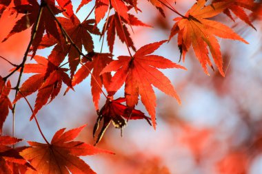Canlı yapraklar ve sonbahar döneminde Japonya'da ağaçlar