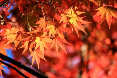 Canlı yapraklar ve sonbahar döneminde Japonya'da ağaçlar