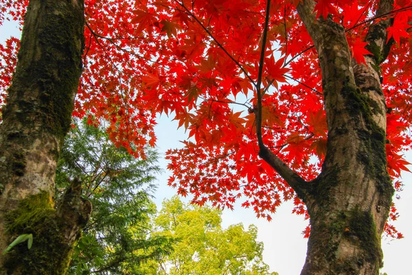 Lebendige bäume und blätter während der herbstzeit in japan — Stockfoto