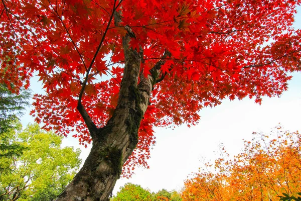 Lebendige bäume und blätter während der herbstzeit in japan — Stockfoto