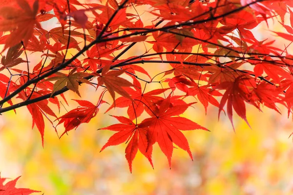 生动的树木，树叶在秋天期间在日本 — 图库照片