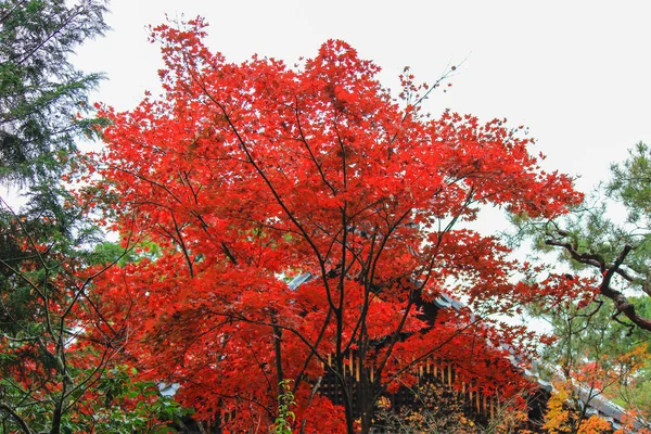 Vivid bomen en blaadjes tijdens de herfst periode in Japan — Stockfoto