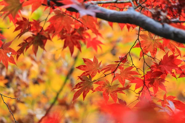 Alberi e foglie vividi durante il periodo autunnale in Giappone — Foto Stock