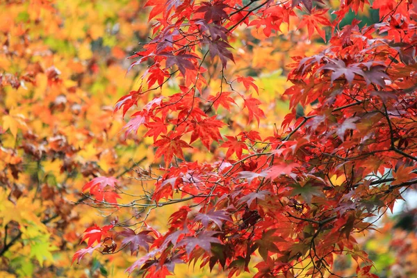 Alberi e foglie vividi durante il periodo autunnale in Giappone — Foto Stock