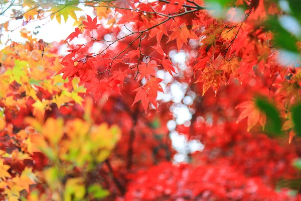 Alberi e foglie vividi durante il periodo autunnale in Giappone — Foto Stock