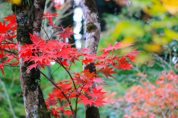 Árboles vívidos y hojas durante el otoño en Japón — Foto de Stock