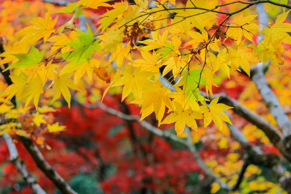 생생한이을 기간 동안 일본에서 잎과 나무 — 스톡 사진