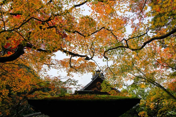Kotoin templet i höst (Norther, Kyoto, Japan) — Stockfoto