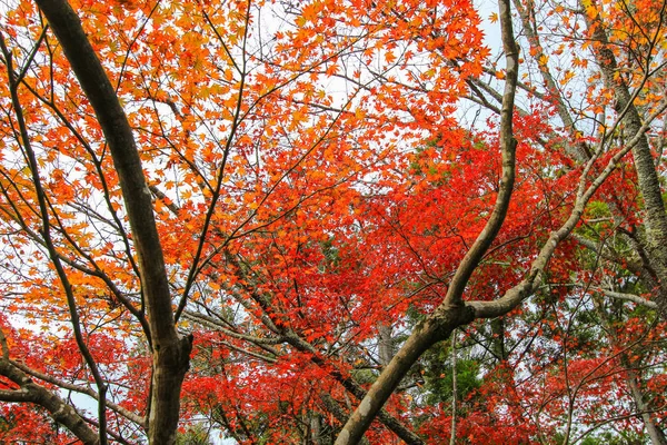 Foglie e alberi colorati durante il periodo autunnale in Giappone — Foto Stock