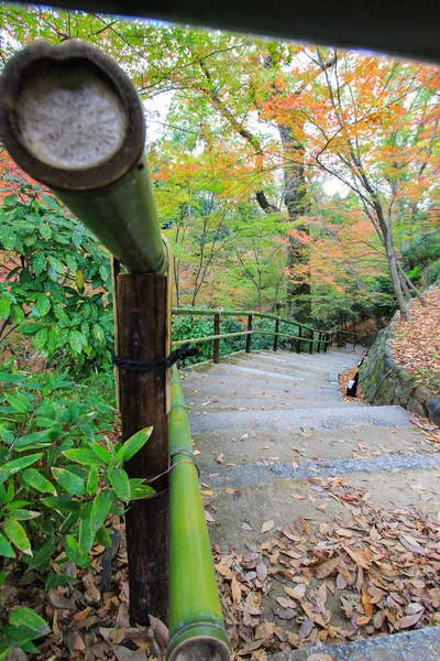カラフルな葉し、秋の期間中に日本の木 — ストック写真