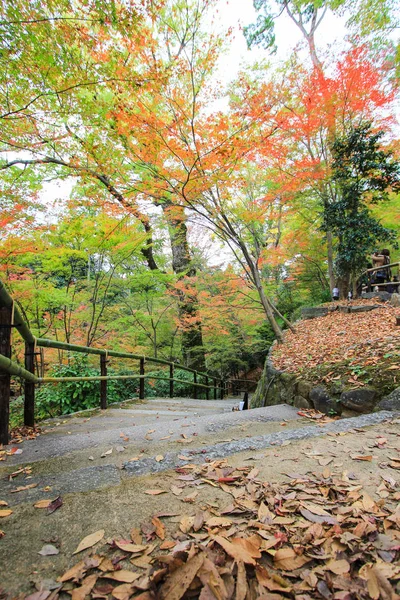 カラフルな葉し、秋の期間中に日本の木 — ストック写真