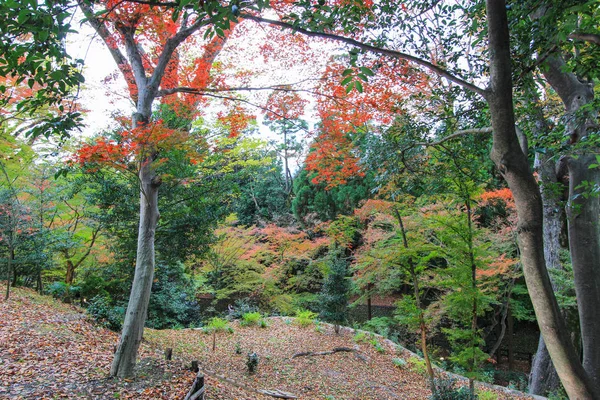 Folhas e árvores coloridas durante o período de outono no Japão — Fotografia de Stock