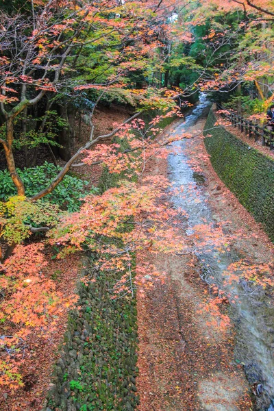 Feuilles et arbres colorés pendant la période automnale au Japon — Photo