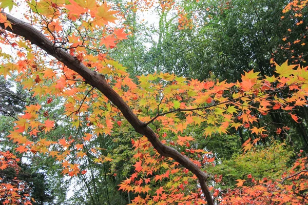 Foglie e alberi colorati durante il periodo autunnale in Giappone — Foto Stock