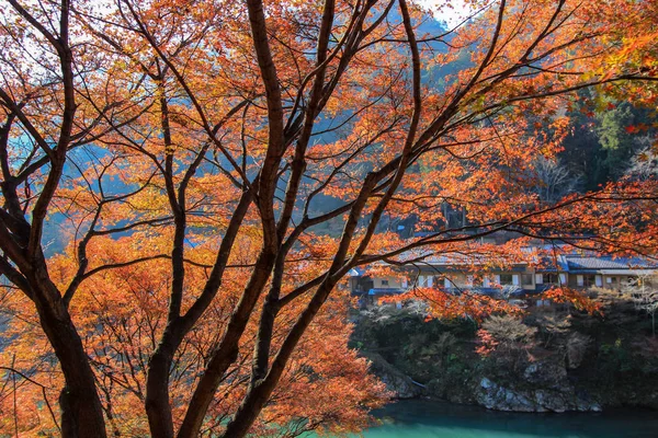 Kolorowe liście i drzewa w okresie jesieni w Japonii — Zdjęcie stockowe