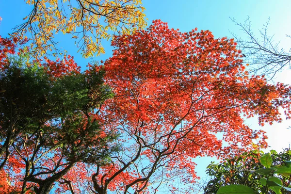 Bunte blätter und bäume im herbst in japan — Stockfoto