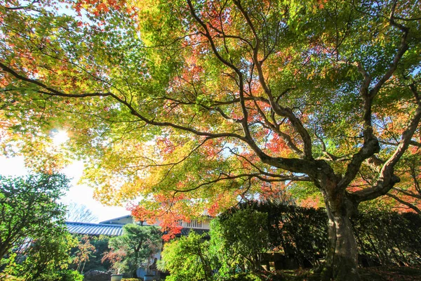 Foglie e alberi colorati durante il periodo autunnale in Giappone — Foto Stock