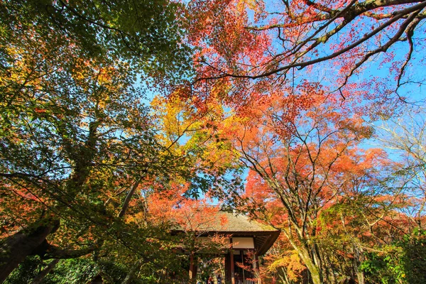 Kolorowe liście i drzewa w okresie jesieni w Japonii — Zdjęcie stockowe