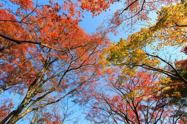 Πολύχρωμα φύλλα και δέντρα κατά τη διάρκεια της φθινοπωρινής περιόδου στην Ιαπωνία — Φωτογραφία Αρχείου