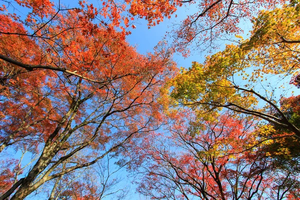 Foglie e alberi colorati durante il periodo autunnale in Giappone — Foto Stock