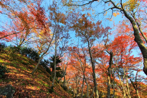 Coloridas hojas y árboles durante el período de otoño en Japón — Foto de Stock