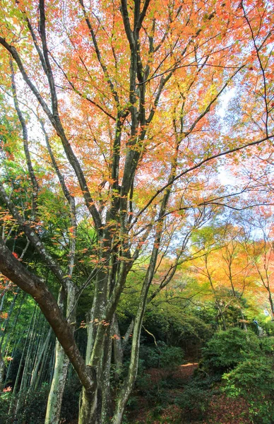 Hojas y árboles vívidos durante el período de otoño en Japón — Foto de Stock