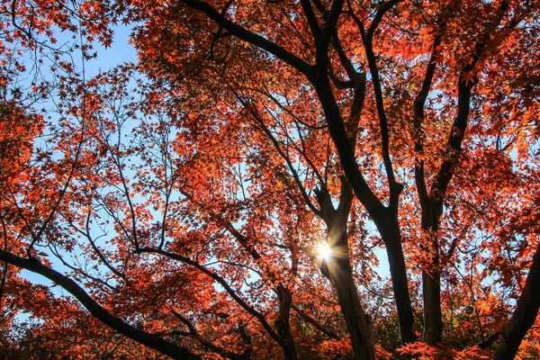 Lebendige blätter und bäume im herbst in japan — Stockfoto