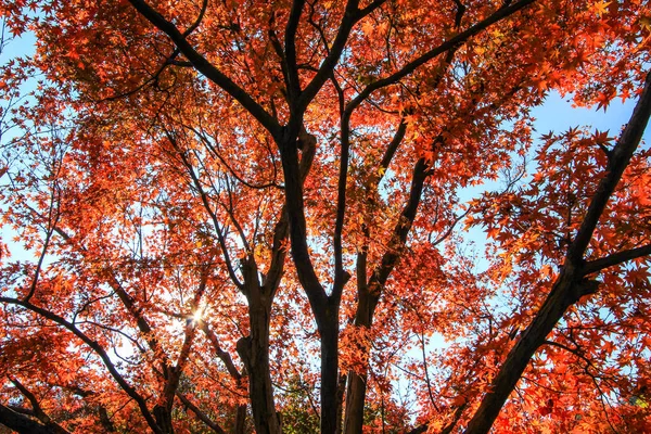 Lebendige blätter und bäume im herbst in japan — Stockfoto