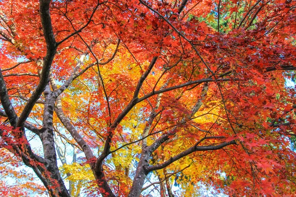 Folhas e árvores vivas durante o período de outono no Japão — Fotografia de Stock