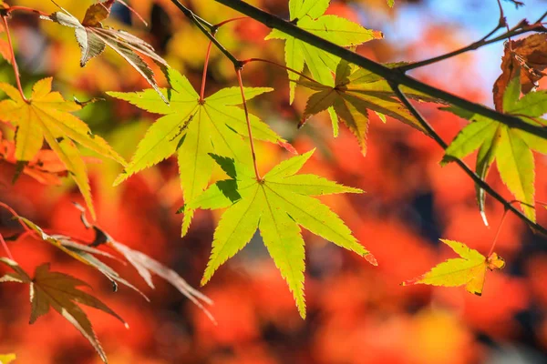 Żywe kolory liści i drzew w okresie jesieni w Japonii — Zdjęcie stockowe