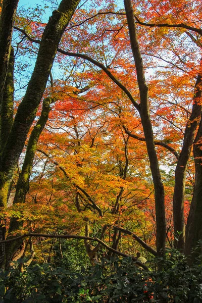 Hojas y árboles vívidos durante el período de otoño en Japón — Foto de Stock