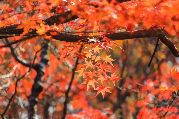 Hojas y árboles vívidos durante el período de otoño en Japón — Foto de Stock