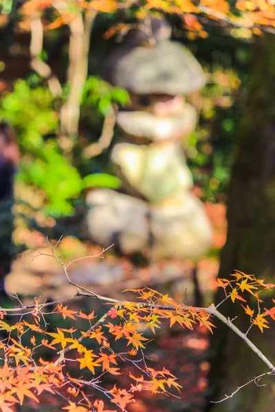 Feuilles et arbres vifs pendant la période automnale au Japon — Photo