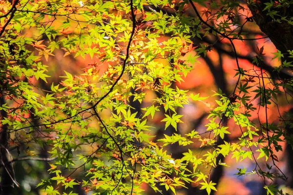 생생한 잎과을 기간 동안 일본에 나무 — 스톡 사진
