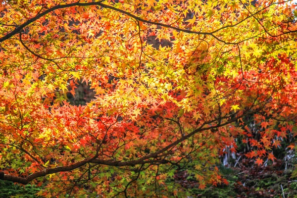 Vivid leafs and trees during autumn period in Japan — Stock Photo, Image