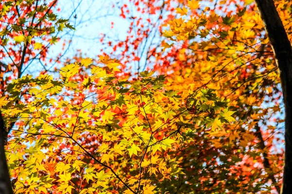 Élénk levelek és a fák őszi időszakban Japánban — Stock Fotó