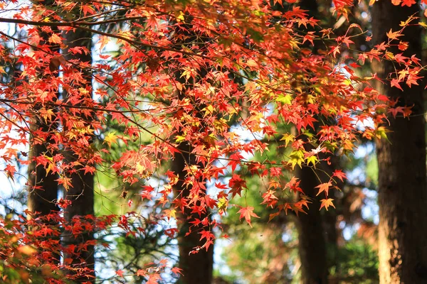 Hojas y árboles vívidos durante el período de otoño en Japón — Foto de Stock