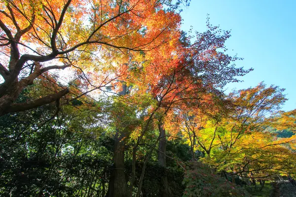 Hojas y árboles vívidos durante el período de otoño en Japón — Foto de Stock