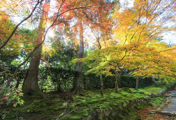 Foglie e alberi vividi durante il periodo autunnale in Giappone — Foto Stock