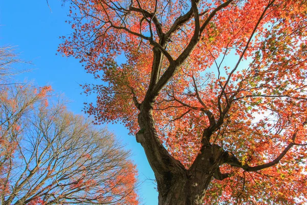 Foglie e alberi vividi durante il periodo autunnale in Giappone — Foto Stock